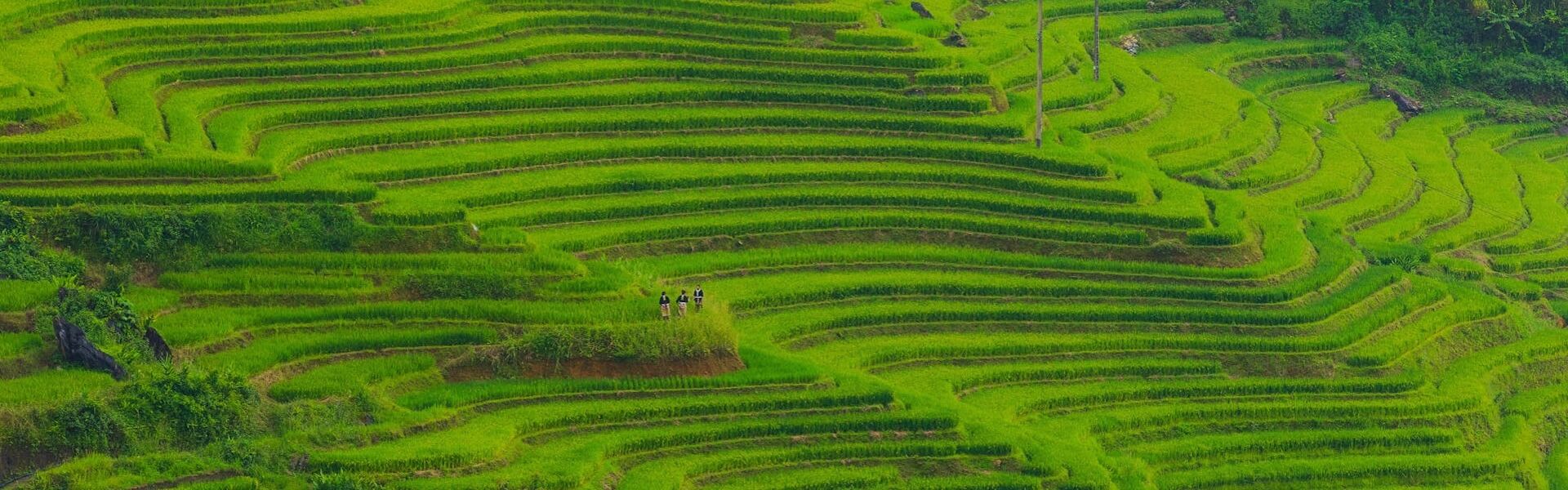 Lush Muang Sing rice fields in Laos on a Muang Sing Travel banner by Legend Travel Group.